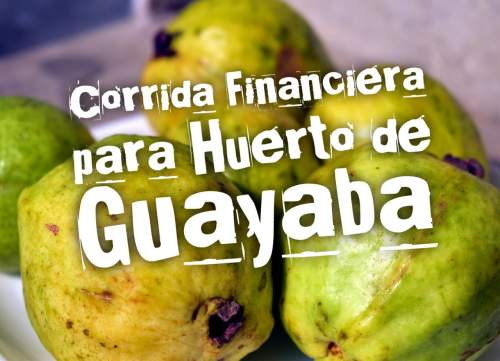 Corrida Financiera para Mantenimiento Huerto de Guayaba
